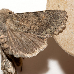 Orthosia terminata