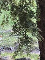 Tsuga canadensis