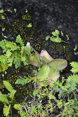 Pinguicula moranensis