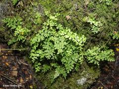 Asplenium dareoides