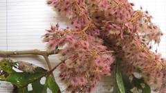 Heliocarpus appendiculatus