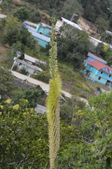Agave rosalesii
