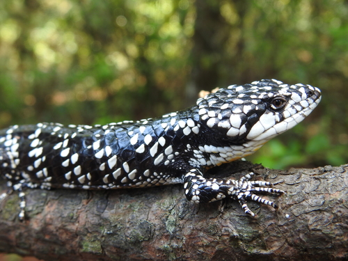 Guerreran Arboreal Alligator Lizard