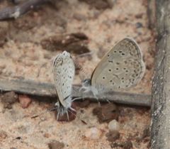 Zizeeria knysna knysna