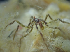 Ammothea hilgendorfi