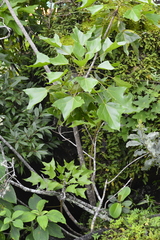 Aleurites moluccanus