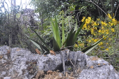 Agave albomarginata