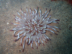Condylactis aurantiaca