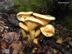 Austropaxillus statuum