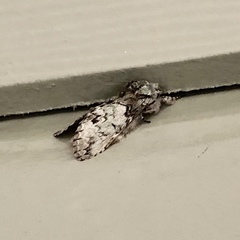 Macrurocampa marthesia