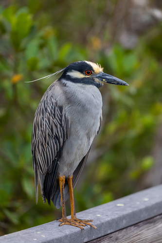 Yellow-crowned Night-Heron (Toronto species guide) · iNaturalist