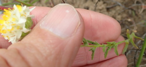 Image of Polycarena aurea by no rights reserved