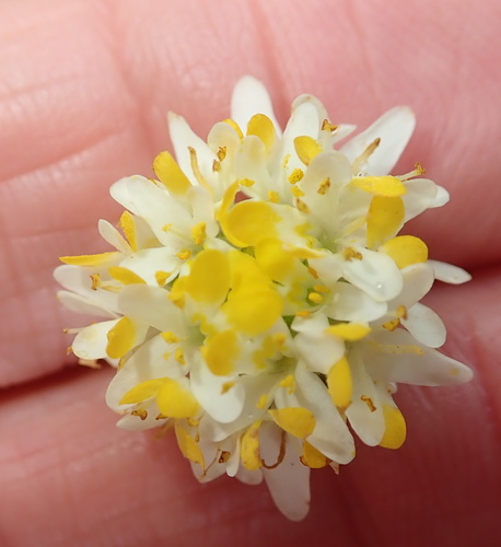 Image of Polycarena aurea by no rights reserved