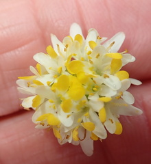 Polycarena aurea
