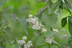 Mikania periplocifolia