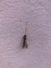 Ascalorphne macrocerca