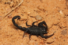 Hottentotta gentili