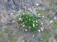 Armeria ruscinonensis