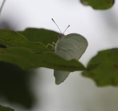 Catopsilia florella