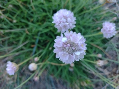 Armeria ruscinonensis