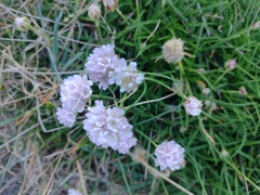 Armeria ruscinonensis