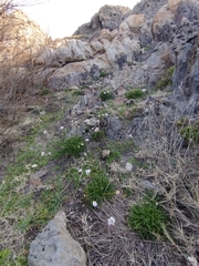 Armeria ruscinonensis