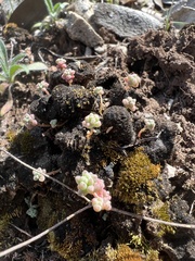 Sedum nuttallii