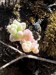 Sedum nuttallii