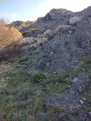 Armeria ruscinonensis