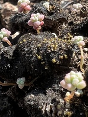 Sedum nuttallii