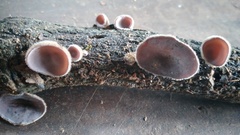 Auricularia nigricans