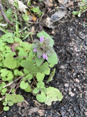 Lamium purpureum