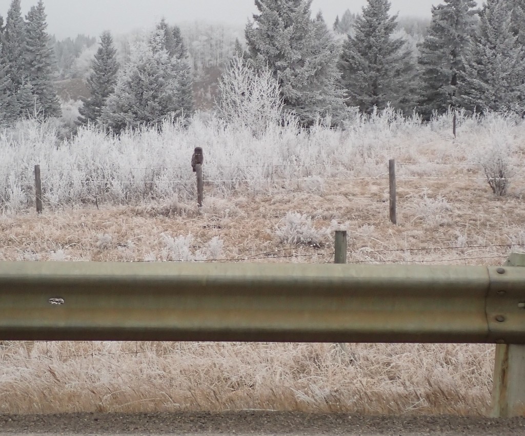 Great Gray Owl In March 2022 By Pbulman INaturalist   Large 