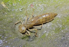 Anax parthenope