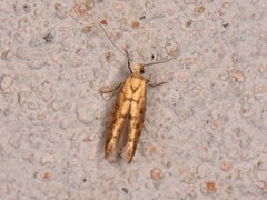 Argyresthia alternatella