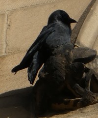 Corvus monedula