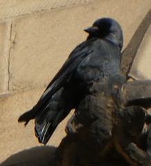 Corvus monedula