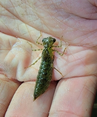 Polycanthagyna melanictera