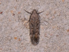 Filatima