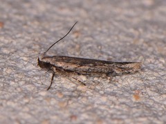 Filatima