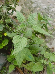 Urtica thunbergiana