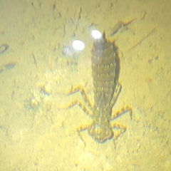 Polycanthagyna melanictera