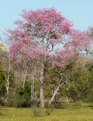 Handroanthus heptaphyllus