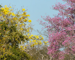 Handroanthus heptaphyllus