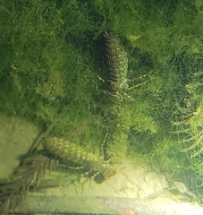 Polycanthagyna melanictera