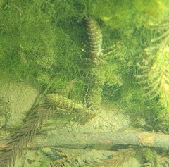 Polycanthagyna melanictera