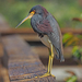 Tricolored Heron - Photo (c) Judy Gallagher, some rights reserved (CC BY)