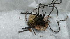 Thamnomyces chordalis