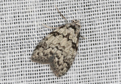 Nola melanogramma