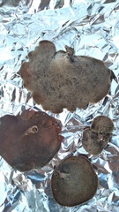 Auricularia nigricans